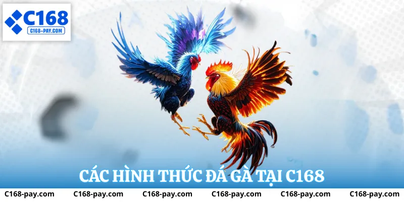 Đá Gà C168 2 Các loại hình đá gà phổ biến tại C168